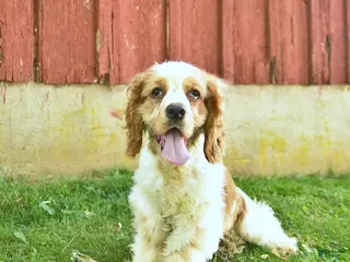 Cocker Spaniel dogs for sale: Murphy - Ad 1