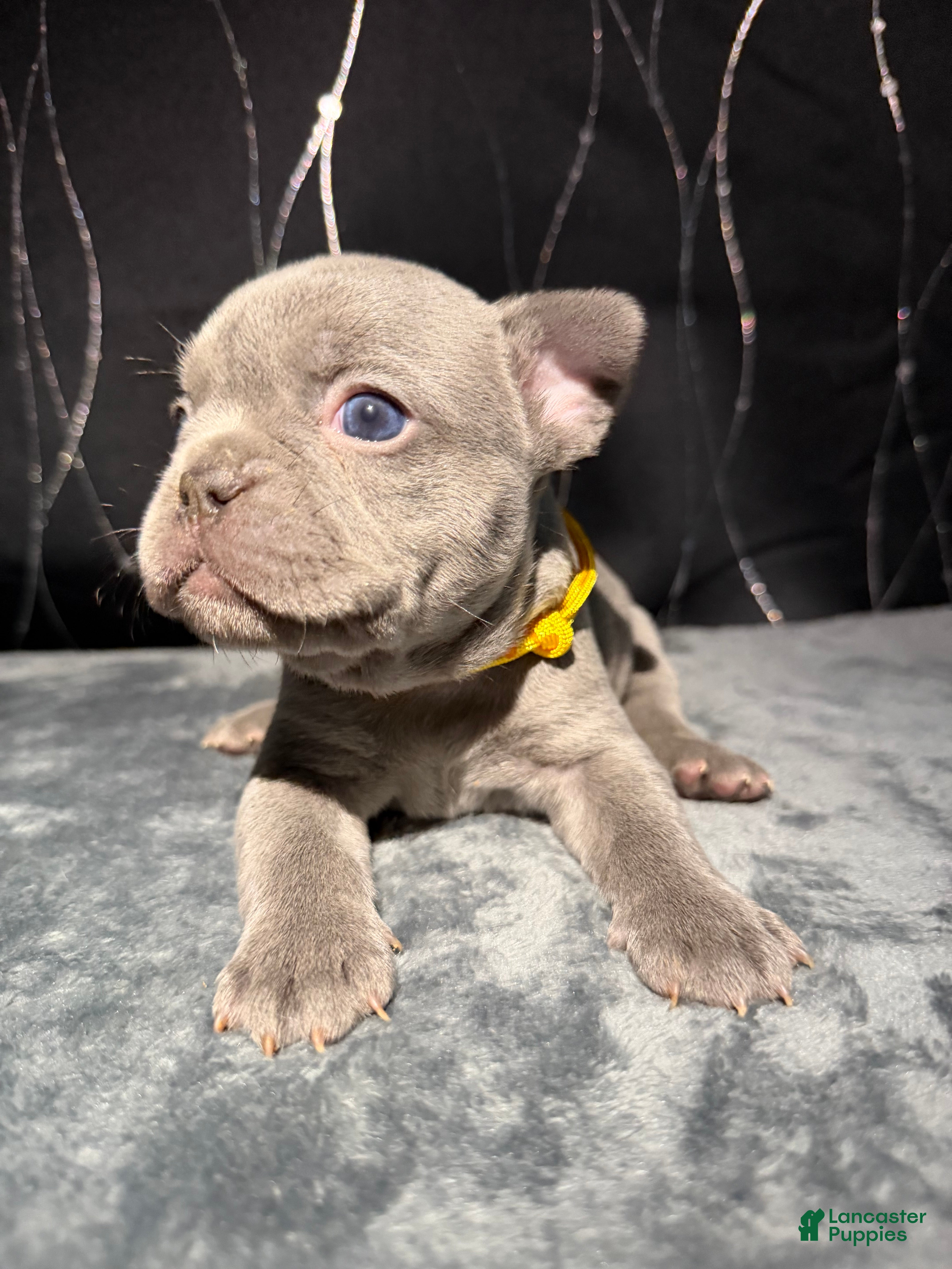 French Bulldog dogs KALI - Ad 8