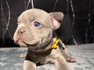 French Bulldog dogs KALI - Ad 14