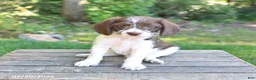 Mixed Breed dogs for sale: Winston - Ad 5