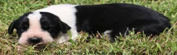 Great Dane dogs for sale: Great Dane 3 - Ad 3