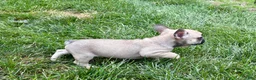 French Bulldog dogs for sale: Bruce - Ad 7