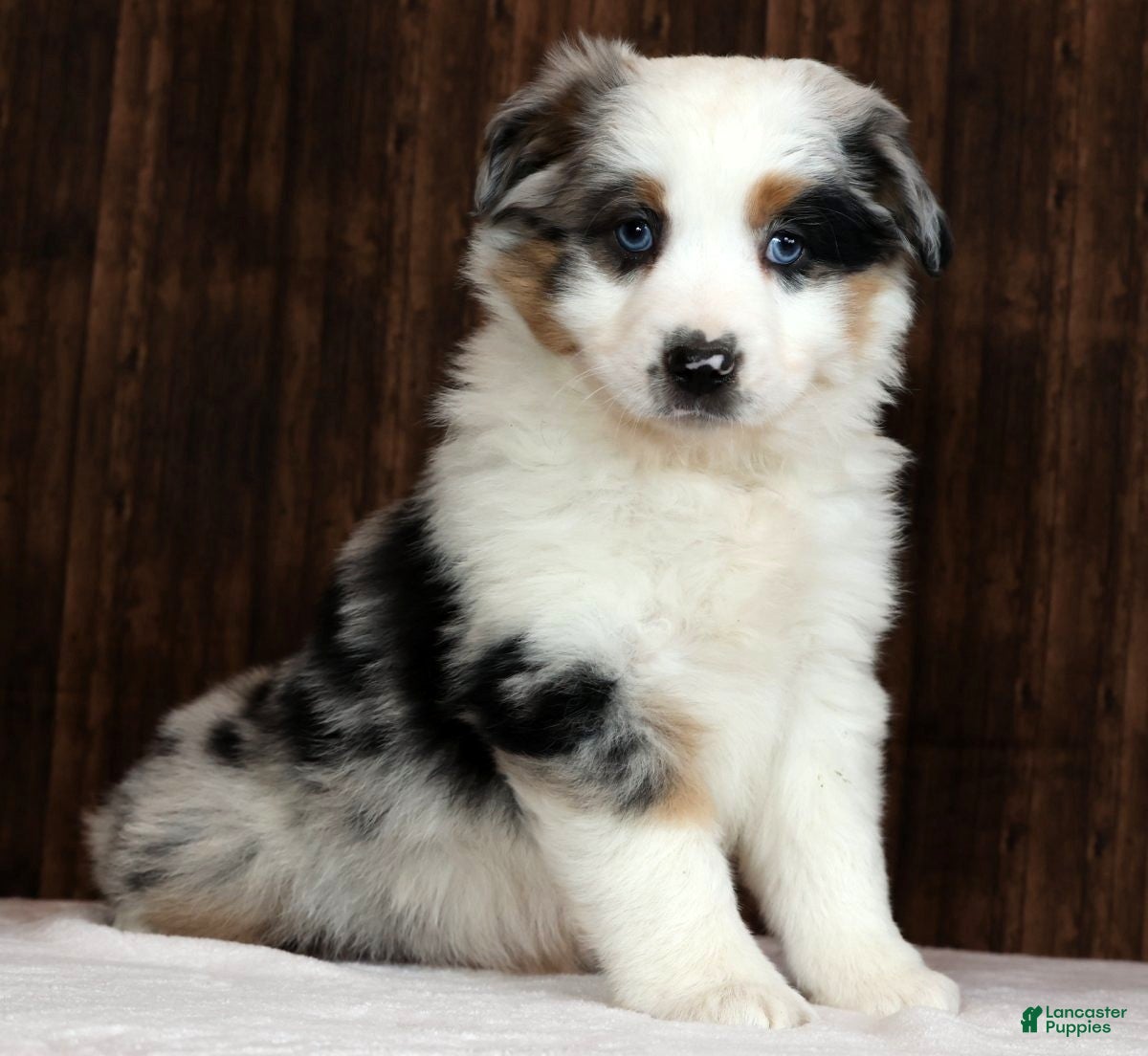 Miniature Australian Shepherd dogs Stormy - Ad 2