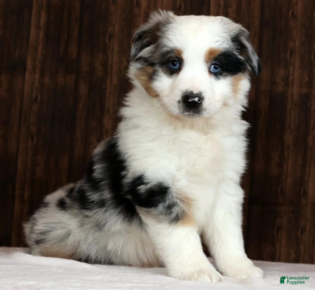 Miniature Australian Shepherd dogs for sale: Stormy - Ad 2