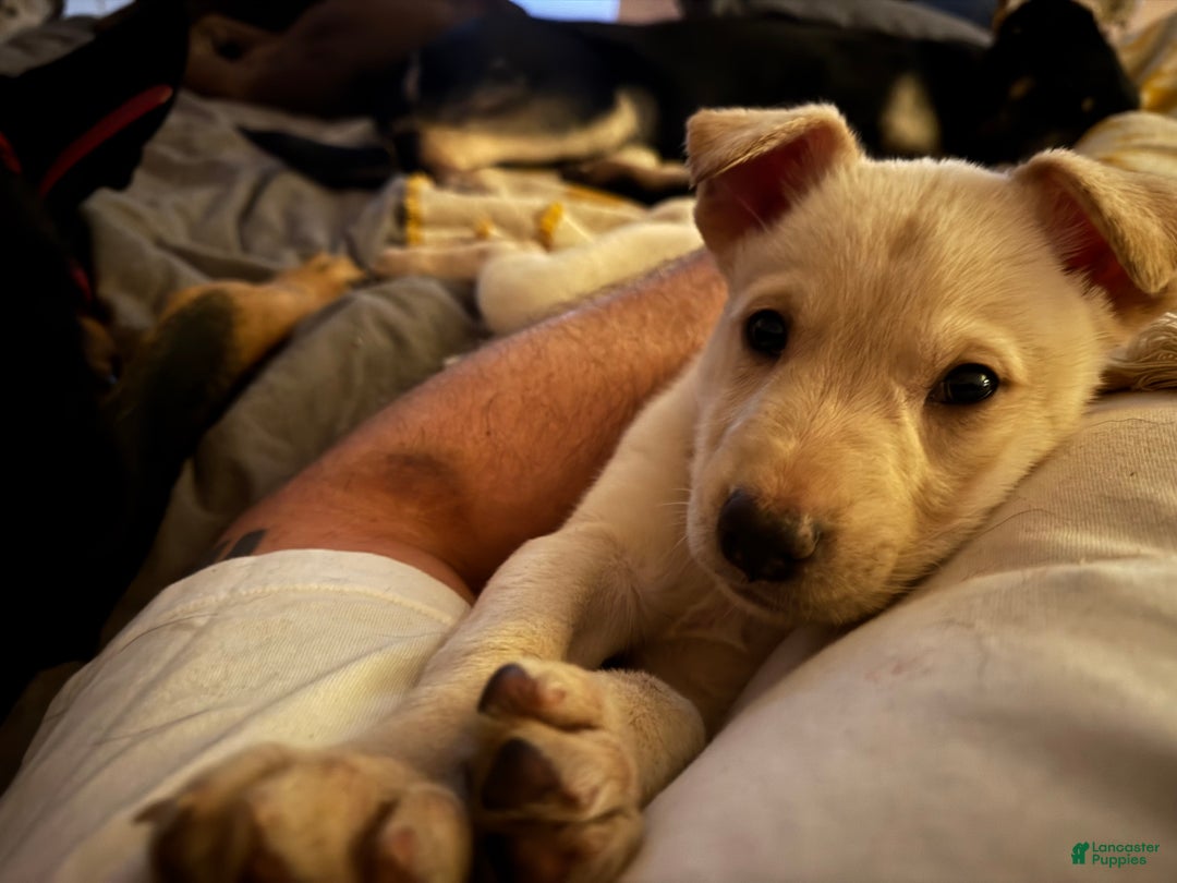 Mixed Breed dogs for sale: Puppy 1  - Ad 5