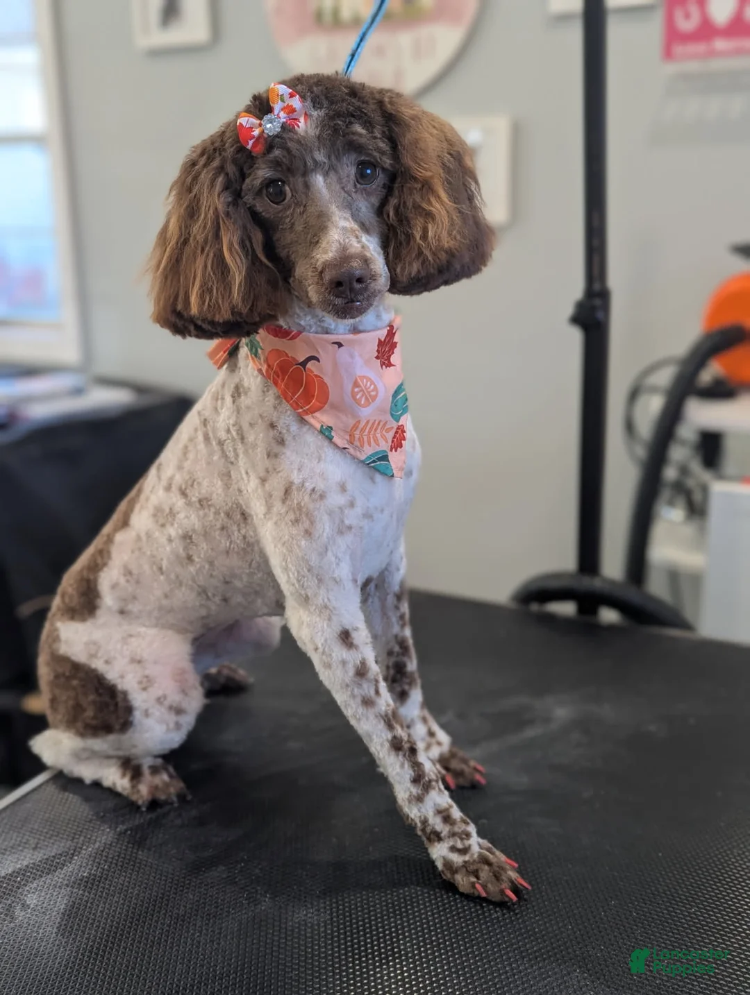 Mini Goldendoodle dogs for sale: Alfie - Ad 4