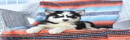 Siberian Husky dogs for sale: Sugar - Ad 2