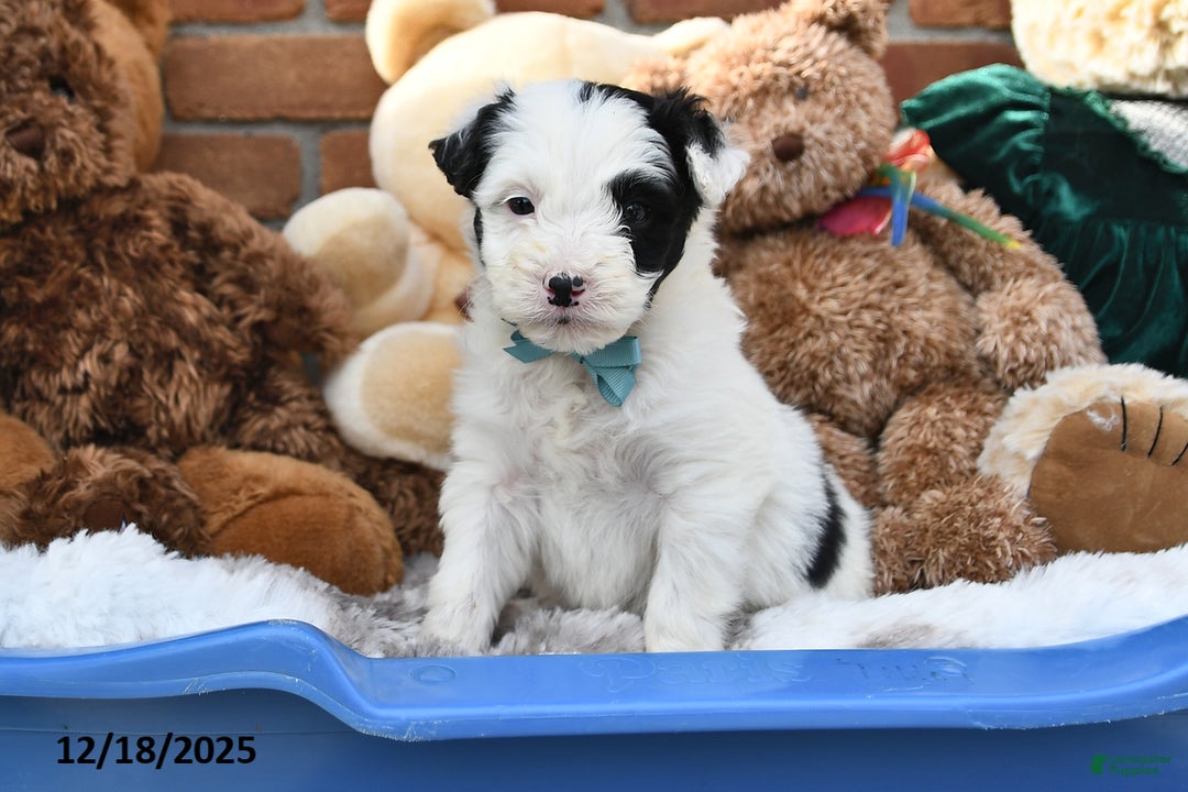 Aussiedoodle dogs for sale: Pony Boy - Ad 2