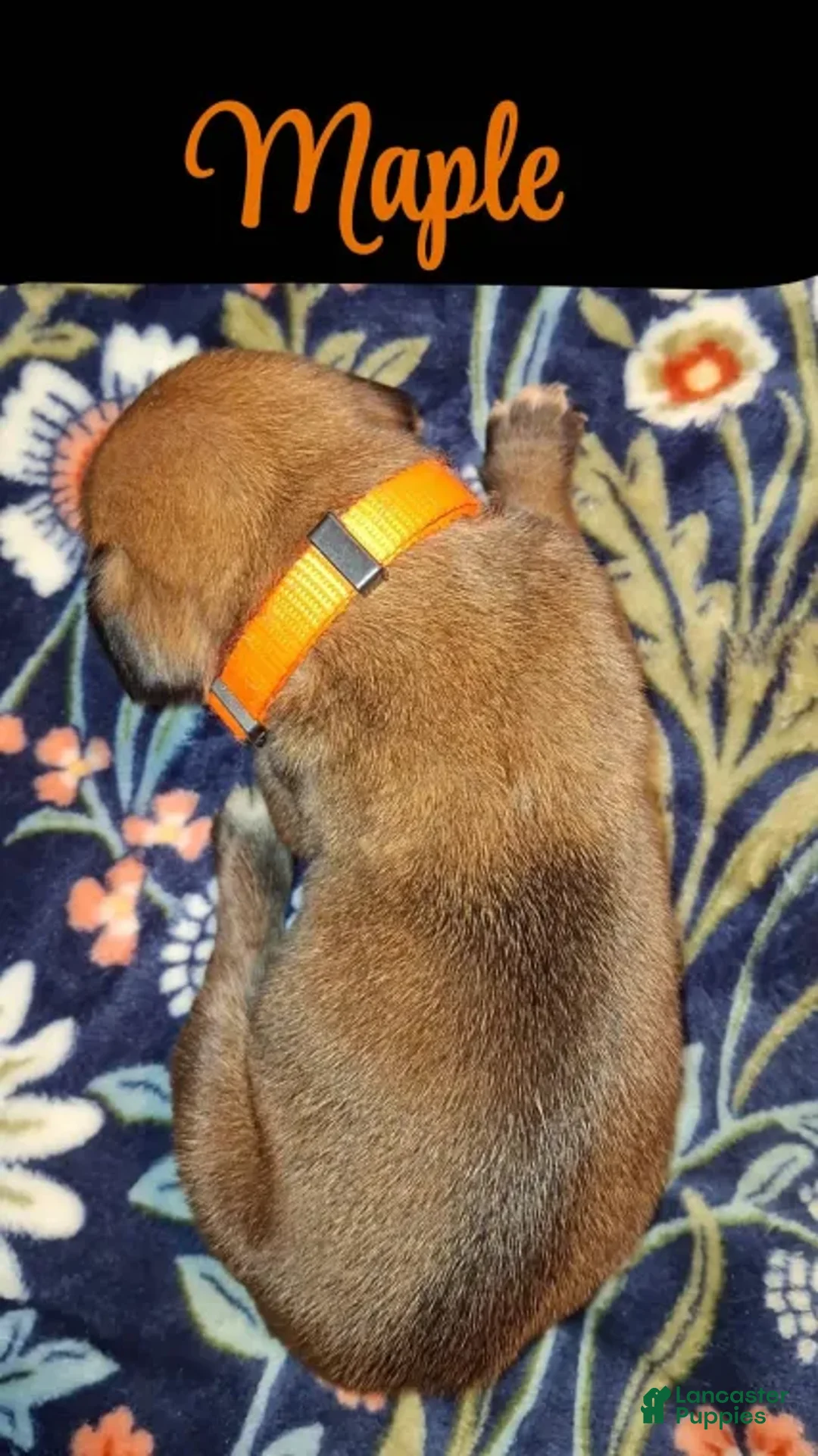 English Mastiff dogs for sale: Maple - Auburn English Mastiff Puppy - Ad 3