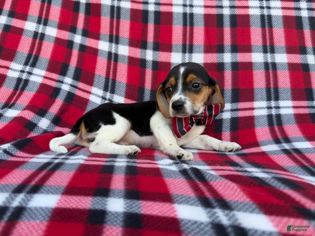 Beagle dogs for sale: Shaggy - Ad 4