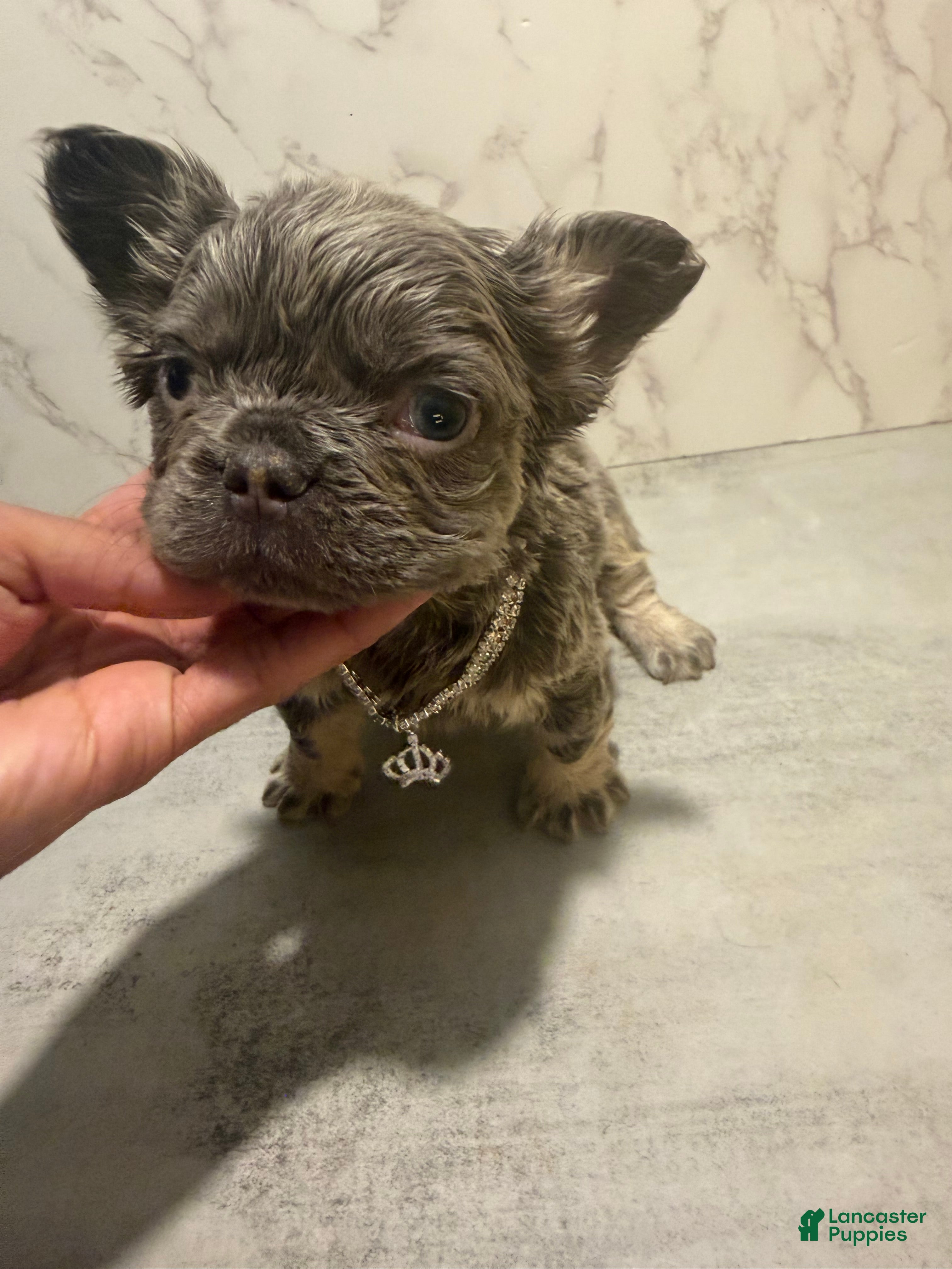 French Bulldog dogs Bae - Ad 1