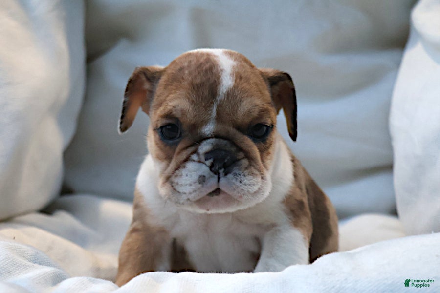 English Bulldog dogs Alexis - Ad 2
