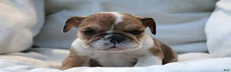 English Bulldog dogs for sale: Alexis - Ad 2