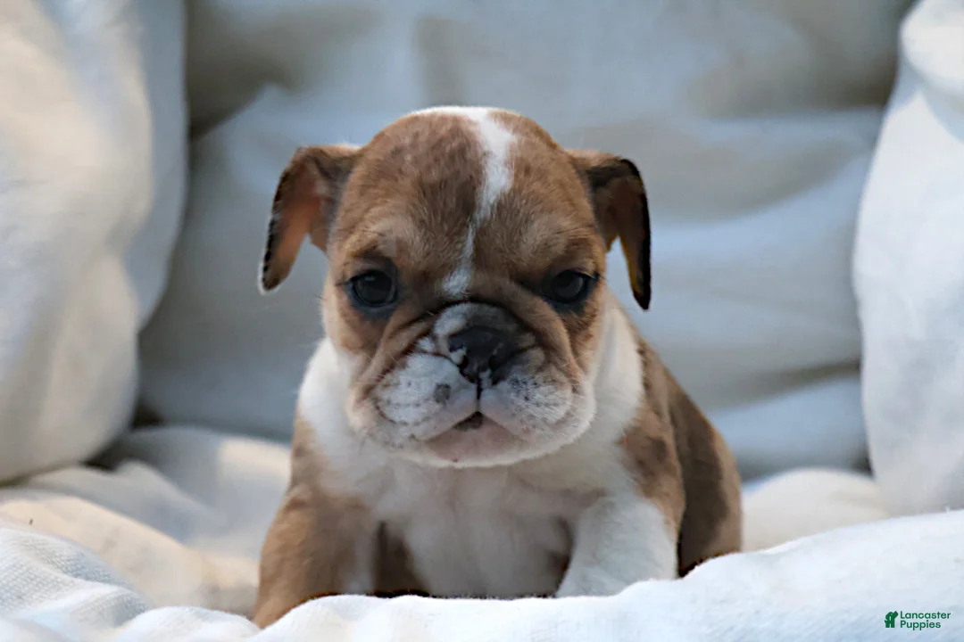 English Bulldog dogs for sale: Alexis - Ad 2