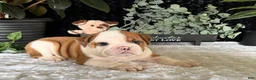 English Bulldog dogs for sale: Jake - Ad 6