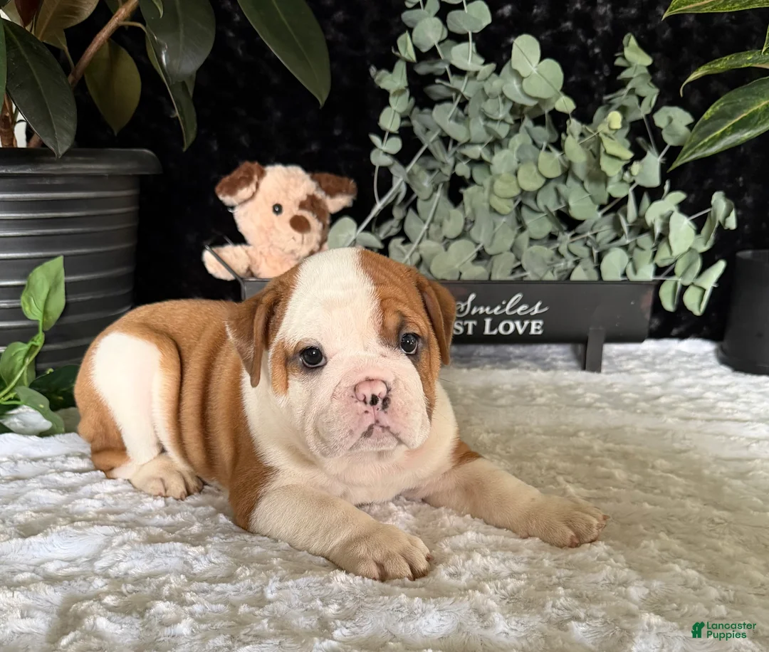 English Bulldog dogs for sale: Jake - Ad 6