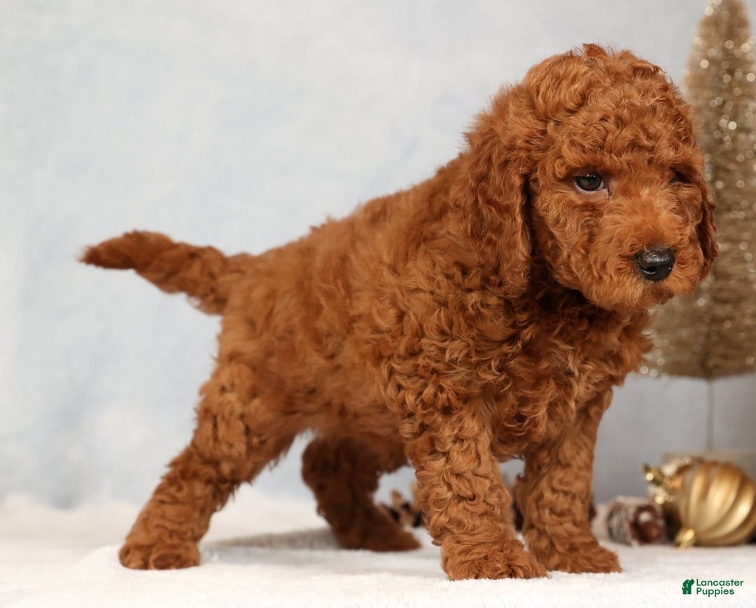 Miniature Poodle dogs for sale: Seth - Ad 6