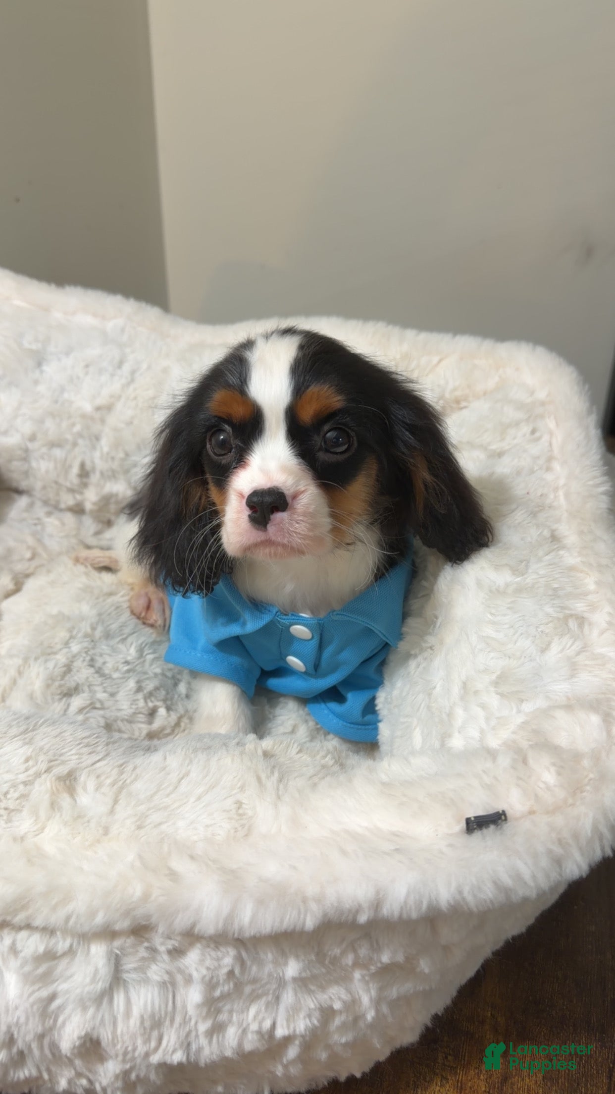 Cavalier King Charles Spaniel dogs Jellybean  - Ad 23