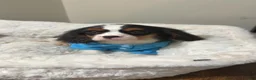 Cavalier King Charles Spaniel dogs for sale: Jellybean  - Ad 1