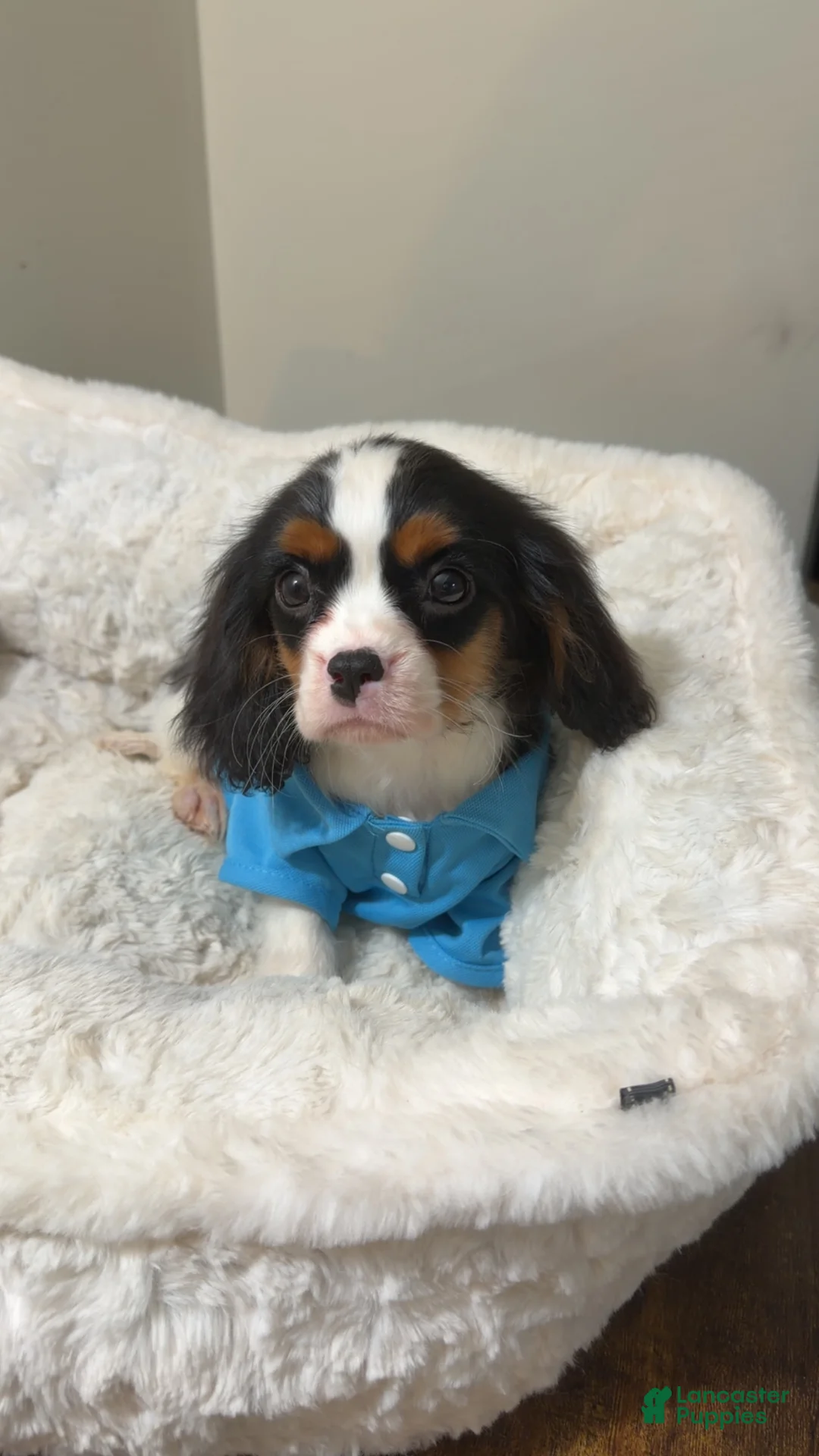 Cavalier King Charles Spaniel dogs for sale: Jellybean  - Ad 1