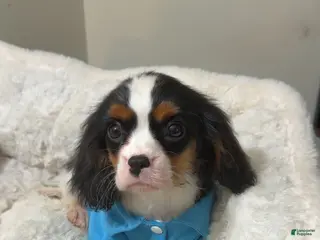 Cavalier King Charles Spaniel dogs Jellybean - Ad 23