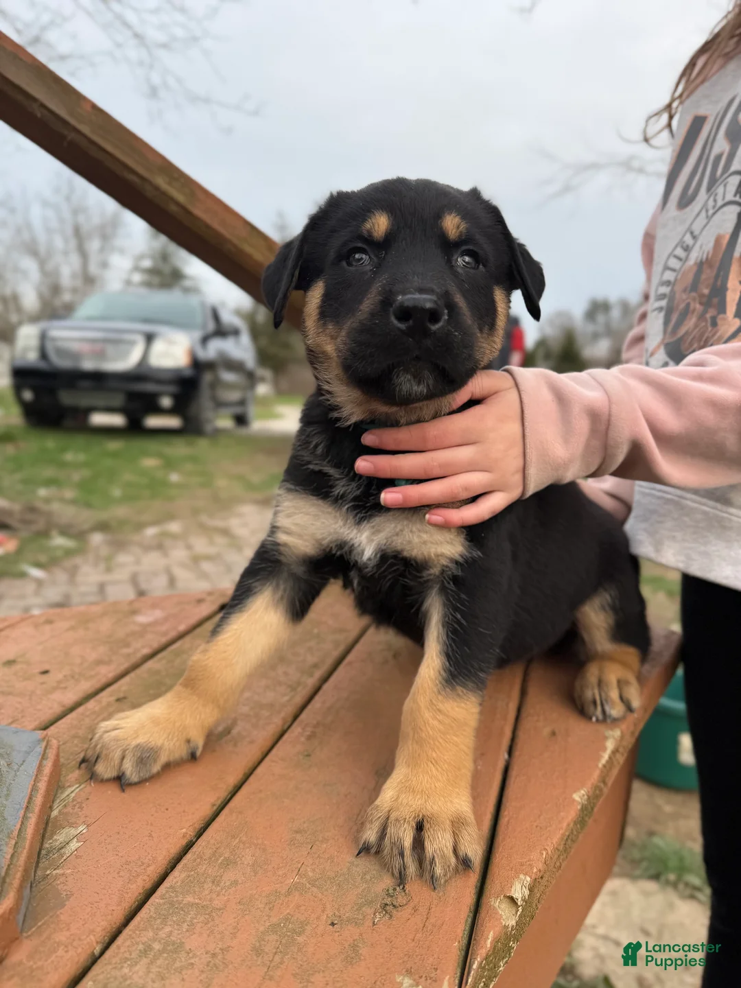 Mixed Breed dogs for sale: Light Blue Collar  - Ad 2