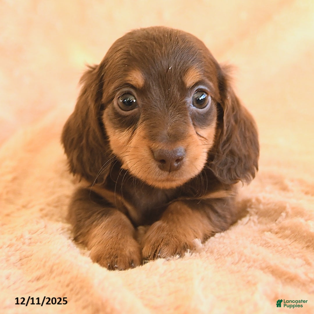 Miniature Dachshund dogs for sale: Sweet Pea - Ad 3
