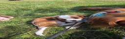 Cavalier King Charles Spaniel dogs for sale: Cavalier King Charles Spaniel 3 - Ad 2