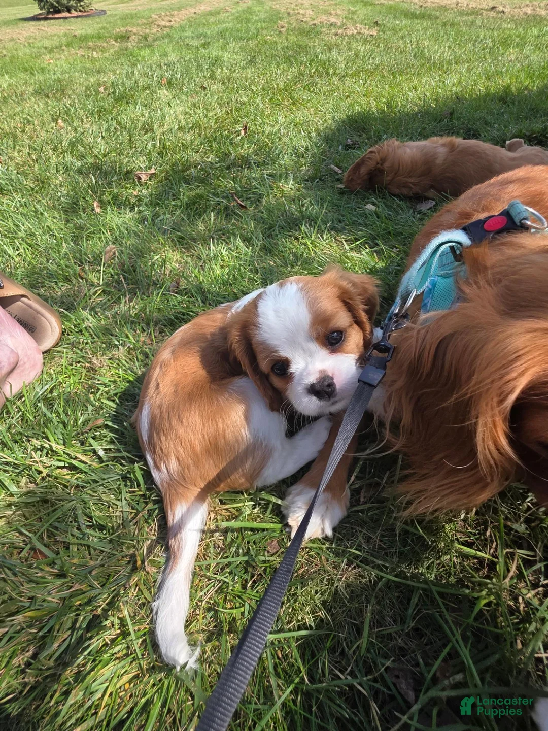 Cavalier King Charles Spaniel dogs for sale: Cavalier King Charles Spaniel 3 - Ad 2