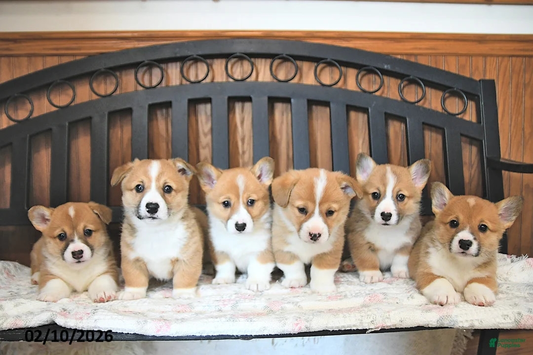 Welsh Corgi Pembroke dogs for sale: Torie - Ad 3