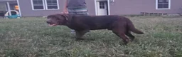 Labrador Retriever dogs for sale: Milo - Ad 4