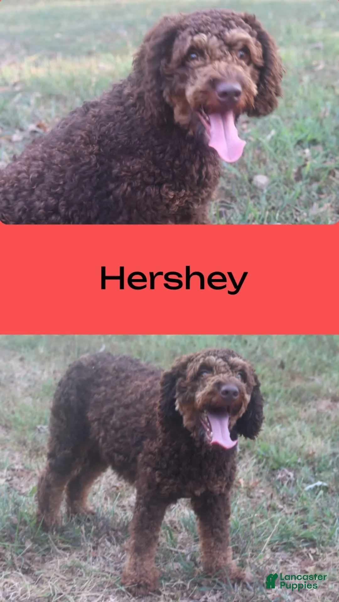 Miniature Poodle dogs for sale: Beauty - Ad 4