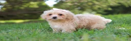 Maltipoo dogs for sale: Annie - Ad 6