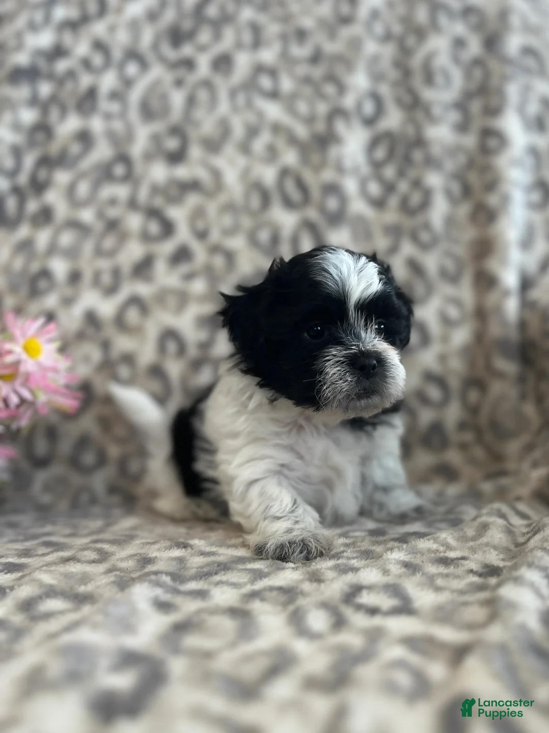 Teddy Bear dogs for sale: Teddy Bear Maverick - Ad 4