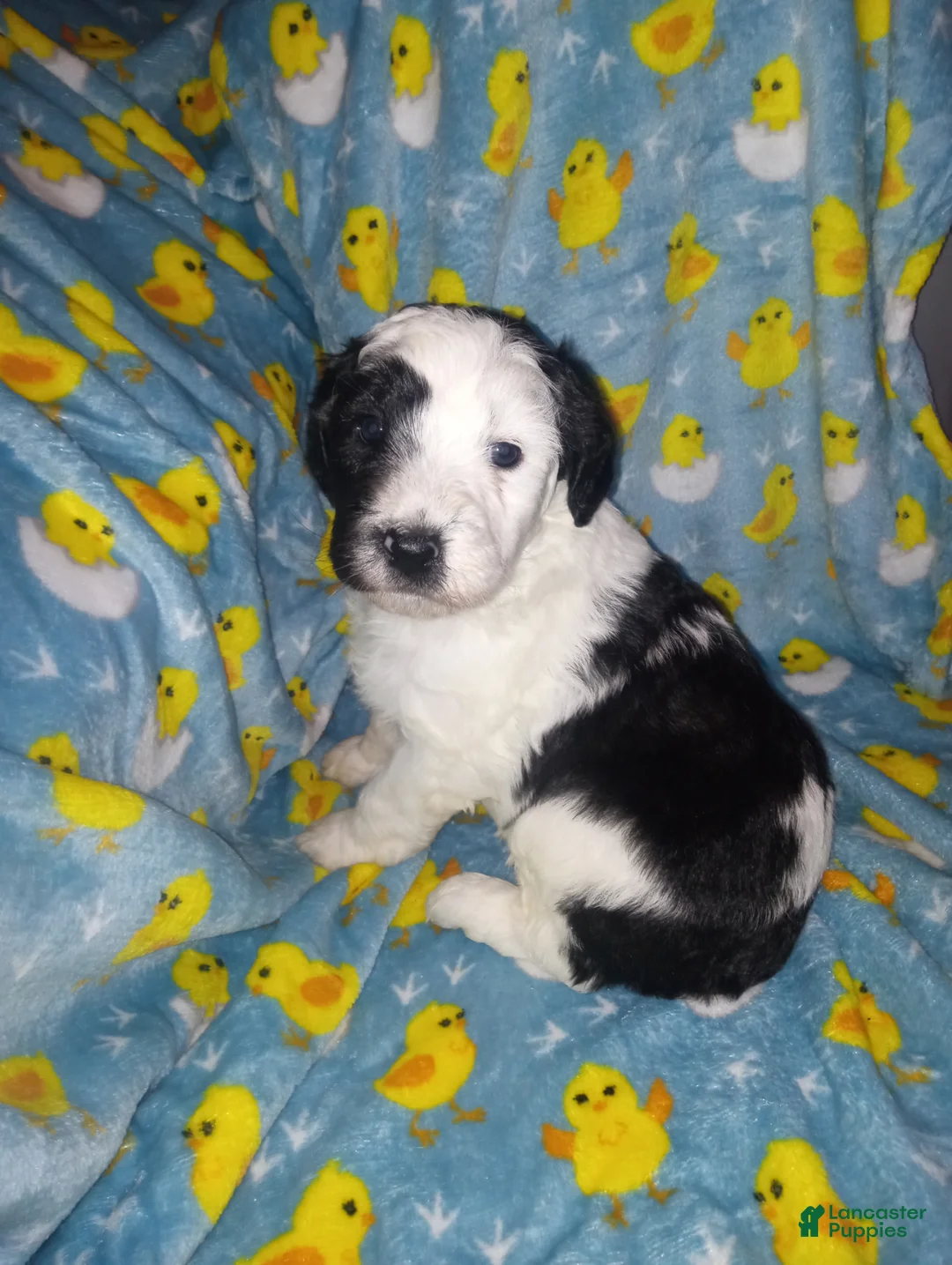 Aussiedoodle dogs for sale: Aussiedoodle Puppy 3 - Ad 2