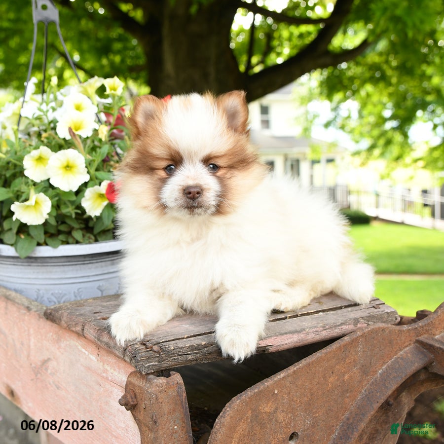 Pomeranian dogs Bandit - Ad 2