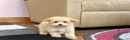 Maltipoo dogs for sale: Maltipoo Male Puppy 1 - Ad 5