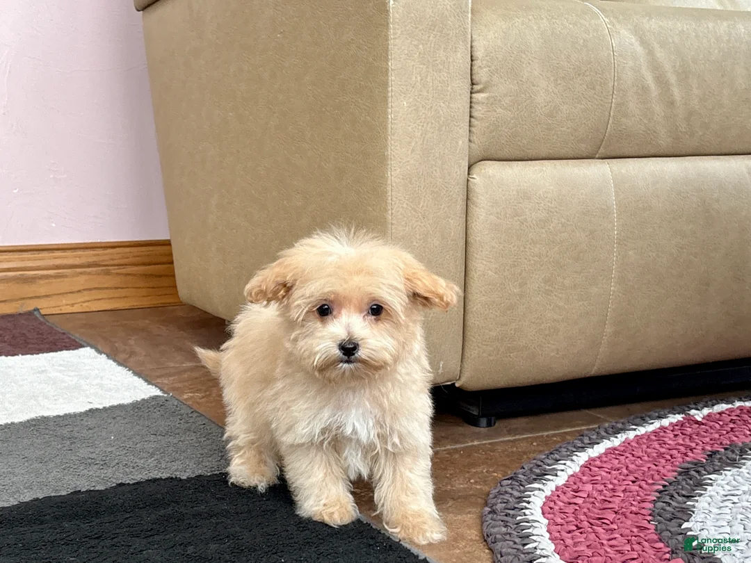 Maltipoo dogs for sale: Maltipoo Male Puppy 1 - Ad 5