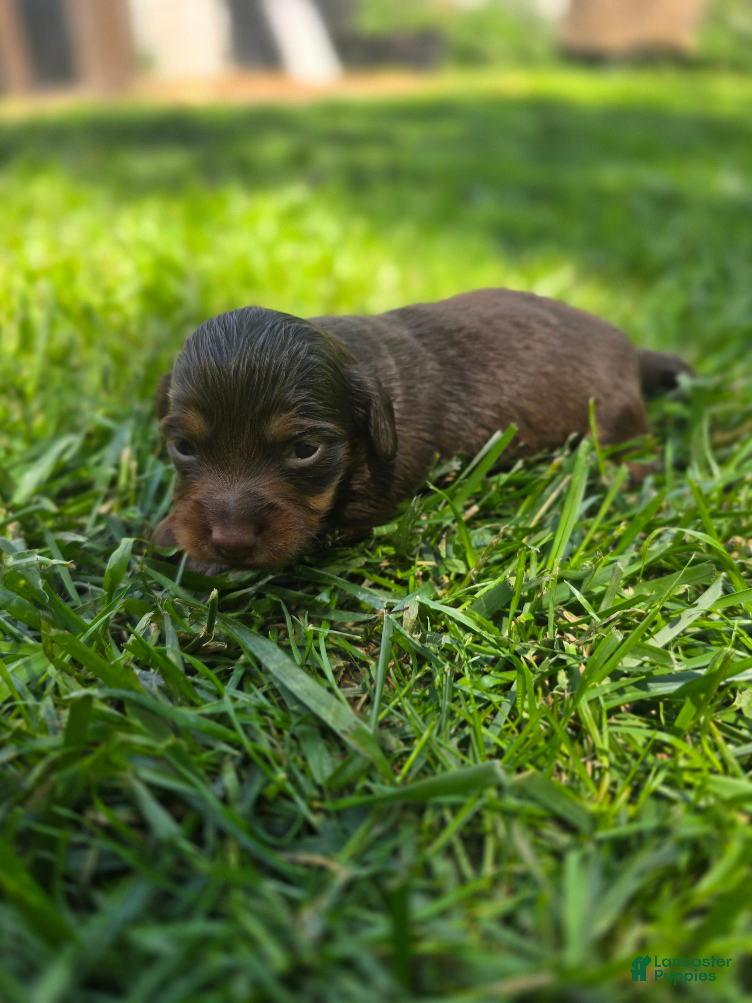 Mixed Breed dogs for sale: Maple - Ad 6