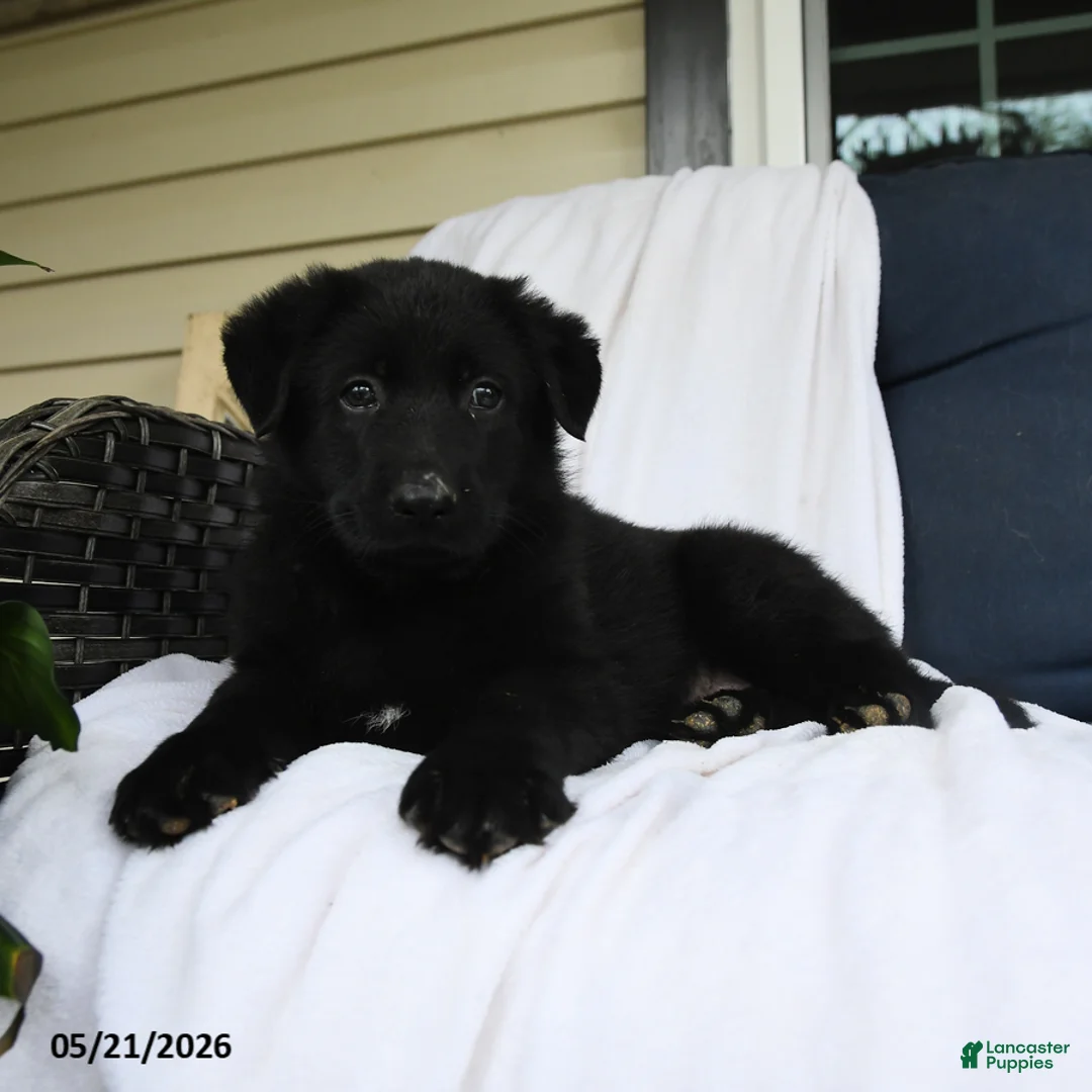 German Shepherd dogs for sale: Felix - Ad 3