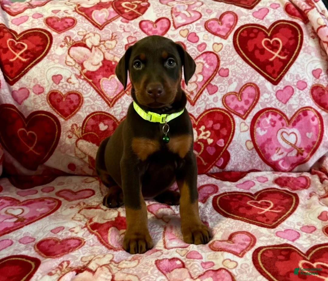 Doberman Pinscher dogs for sale: Val-NOT AMISH  - Ad 6