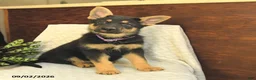 German Shepherd dogs for sale: Maple   - Ad 2