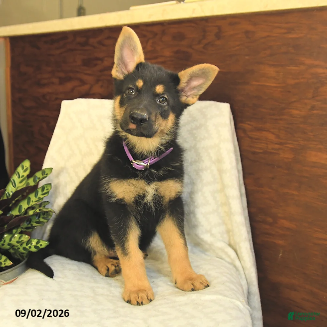 German Shepherd dogs for sale: Maple   - Ad 2