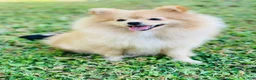 Pomeranian dogs for sale: Scooter - Ad 4