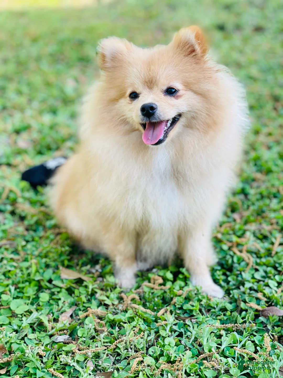 Pomeranian dogs for sale: Scooter - Ad 4