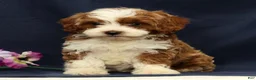 Cavapoo dogs for sale: Emerald - Ad 8