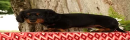 Miniature Dachshund dogs for sale: Thumper - Ad 5