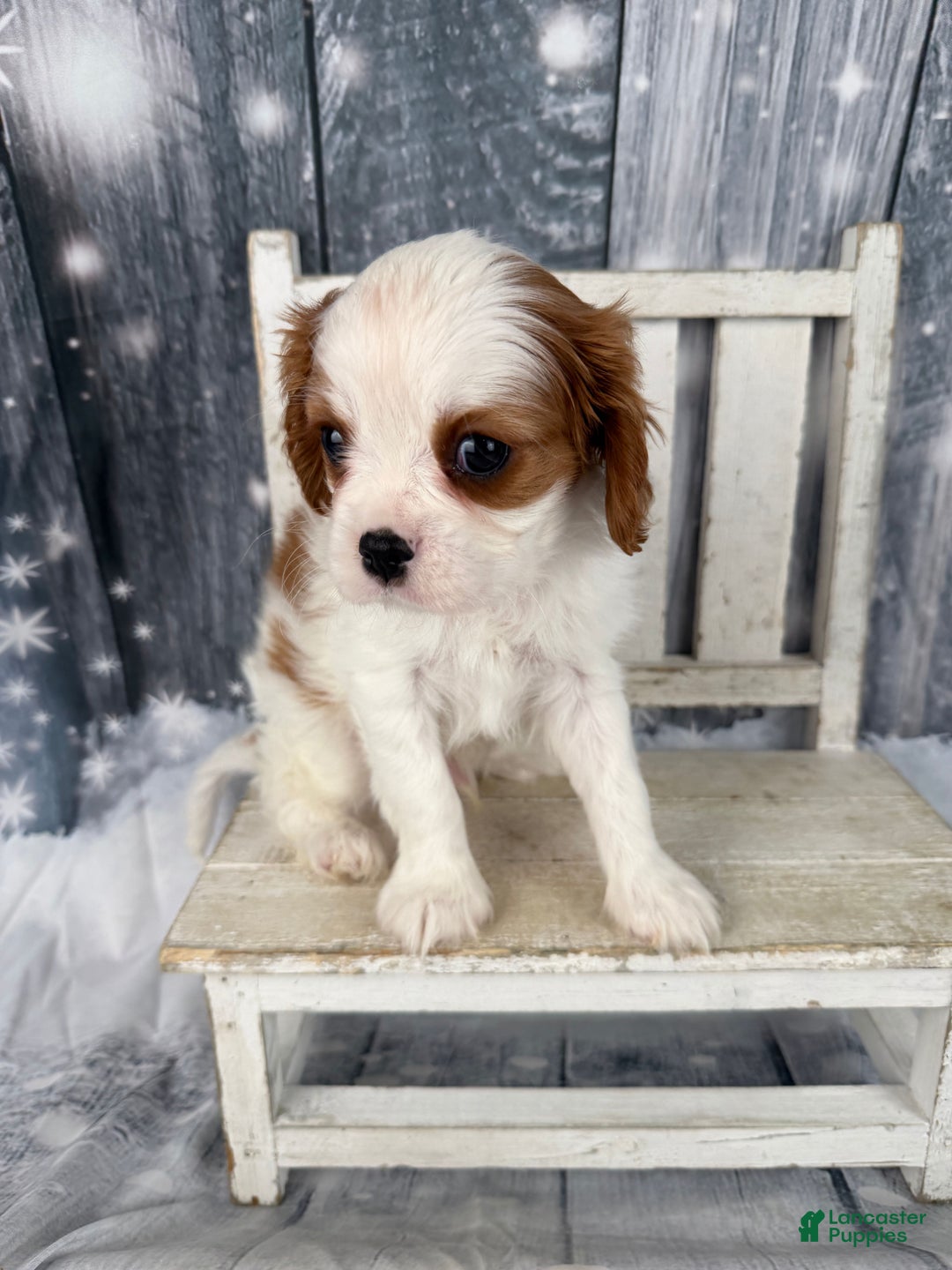 Cavalier King Charles Spaniel dogs for sale: Rascal - Ad 5