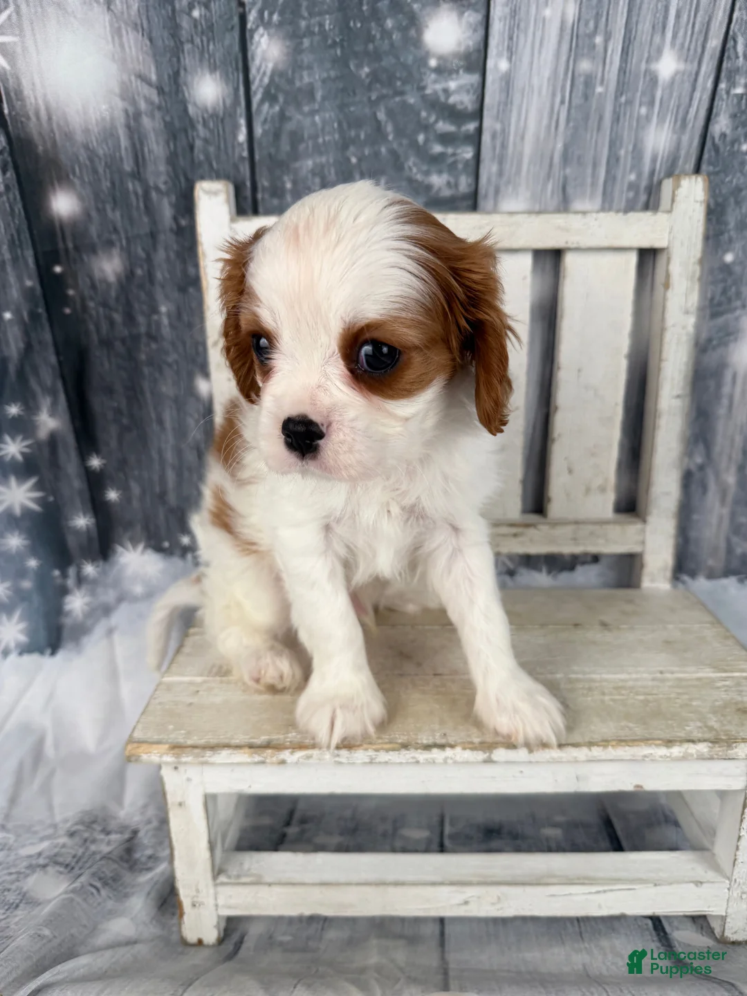Cavalier King Charles Spaniel dogs for sale: Rascal - Ad 5