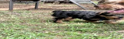 Yorkshire Terrier dogs for sale: Norman - Ad 2